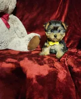 POPPY , a female Yorkshire Terrier for sale in Polk City, FL – Photo 10 of 10
