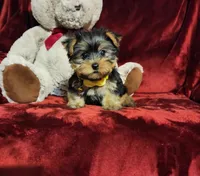 POPPY , a female Yorkshire Terrier for sale in Polk City, FL – Photo 4 of 10