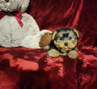 POPPY , a female Yorkshire Terrier for sale in Polk City, FL – Photo 5 of 10