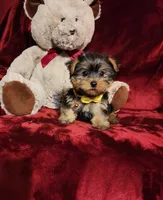 POPPY , a female Yorkshire Terrier for sale in Polk City, FL – Photo 7 of 10