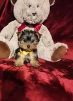 POPPY , a female Yorkshire Terrier for sale in Polk City, FL – Photo 9 of 10