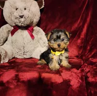 POPPY , a female Yorkshire Terrier for sale in Polk City, FL – Photo 8 of 10
