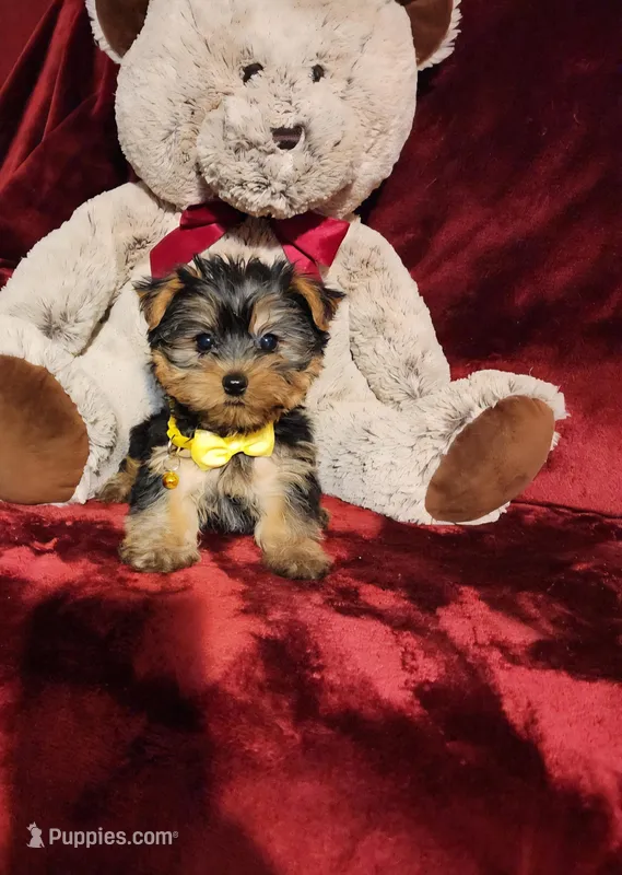 POPPY  – Yorkshire Terrier puppy for sale in Polk City, FL