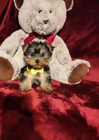POPPY , a female Yorkshire Terrier for sale in Polk City, FL – Photo 1 of 10