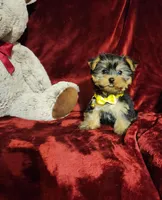POPPY , a female Yorkshire Terrier for sale in Polk City, FL – Photo 6 of 10