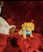 PEACHES , a female Miniature Dachshund for sale in Polk City, FL – 7 of 10