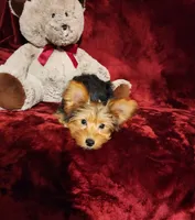 ZOE, a female Yorkshire Terrier for sale in Polk City, FL – 5 of 10