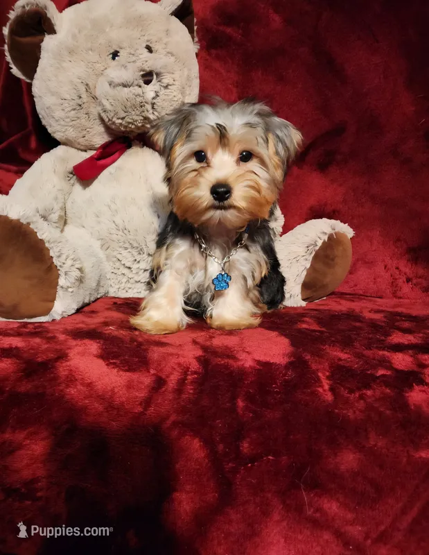 KOBE – Yorkshire Terrier puppy for sale in Polk City, FL