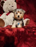 KOBE, a male Yorkshire Terrier for sale in Polk City, FL – 1 of 10