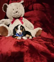 RENO, a male Miniature Dachshund for sale in Polk City, FL – 3 of 10