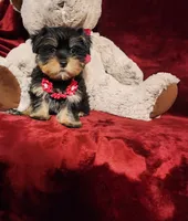 INDY, a female Yorkshire Terrier for sale in Polk City, FL – 7 of 10