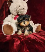 ONYX, a male Yorkshire Terrier for sale in Polk City, FL – 3 of 10