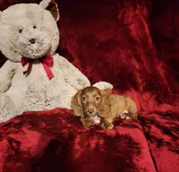 WILLIE, a male Miniature Dachshund for sale in Polk City, FL – 3 of 10