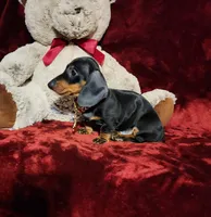 HANK, a male Miniature Dachshund for sale in Polk City, FL – 10 of 10