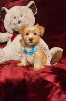 TUCKER , a male Yorkshire Terrier for sale in Polk City, FL – 10 of 10