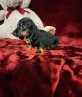 WALKER, a male Miniature Dachshund for sale in Polk City, FL – 3 of 10