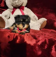 INDY, a female Yorkshire Terrier for sale in Polk City, FL – 5 of 10