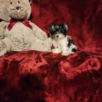 PIPPA , a female Yorkshire Terrier for sale in Polk City, FL – 3 of 10