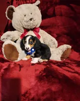 RENO, a male Miniature Dachshund for sale in Polk City, FL – 9 of 10