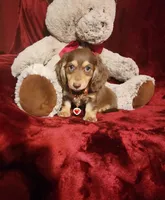 MAPLE, a female Miniature Dachshund for sale in Polk City, FL – 1 of 10