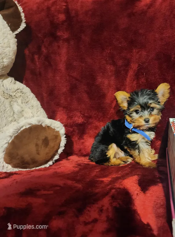 PEANUT – Yorkshire Terrier puppy for sale in Polk City, FL