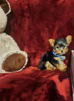 PEANUT, a male Yorkshire Terrier for sale in Polk City, FL – 1 of 10