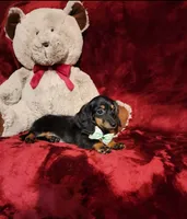 WILLOW, a female Miniature Dachshund for sale in Polk City, FL – 7 of 10