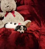 SHASTA, a female Miniature Dachshund for sale in Polk City, FL – 5 of 10