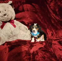RIO, a male Miniature Dachshund for sale in Polk City, FL – 6 of 10