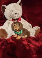 SNICKERS, a male Miniature Dachshund for sale in Polk City, FL – 6 of 10