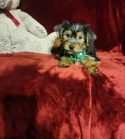 BRODY, a male Yorkshire Terrier for sale in Polk City, FL – Photo 2 of 10