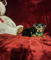 BRODY, a male Yorkshire Terrier for sale in Polk City, FL – Photo 7 of 10