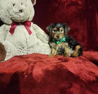 BRODY, a male Yorkshire Terrier for sale in Polk City, FL – Photo 3 of 10