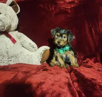 BRODY, a male Yorkshire Terrier for sale in Polk City, FL – Photo 6 of 10