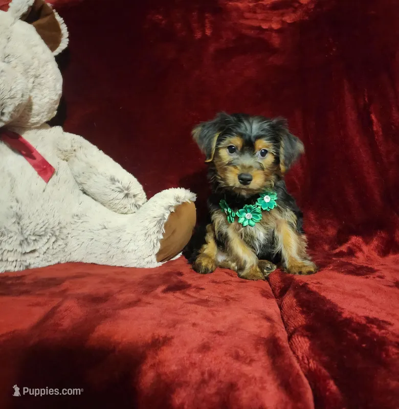 BRODY – Yorkshire Terrier puppy for sale in Polk City, FL