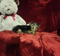 BRODY, a male Yorkshire Terrier for sale in Polk City, FL – Photo 5 of 10