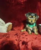 BRODY, a male Yorkshire Terrier for sale in Polk City, FL – Photo 8 of 10