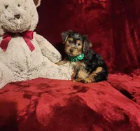 BRODY, a male Yorkshire Terrier for sale in Polk City, FL – Photo 10 of 10