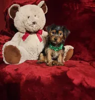 BRODY, a male Yorkshire Terrier for sale in Polk City, FL – Photo 4 of 10