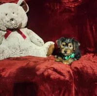 BRODY, a male Yorkshire Terrier for sale in Polk City, FL – Photo 9 of 10