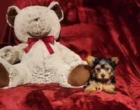 POPPY, a female Yorkshire Terrier for sale in Polk City, FL – 5 of 10