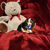 RENO, a male Miniature Dachshund for sale in Polk City, FL – 4 of 10