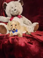 HAYES, a male Miniature Dachshund for sale in Polk City, FL – 2 of 10