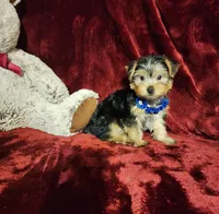 KODY, a male Yorkshire Terrier for sale in Polk City, FL – 7 of 10
