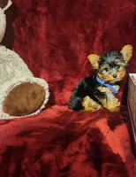 PEANUT, a male Yorkshire Terrier for sale in Polk City, FL – 10 of 10