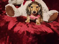 HONEY, a female Miniature Dachshund for sale in Polk City, FL – 3 of 10