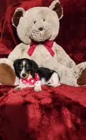 JOSIE, a female Miniature Dachshund for sale in Polk City, FL – 9 of 10