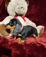 MAGGIE , a female Miniature Dachshund for sale in Polk City, FL – 8 of 10