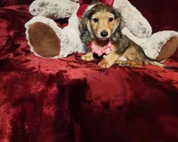 HONEY, a female Miniature Dachshund for sale in Polk City, FL – 10 of 10