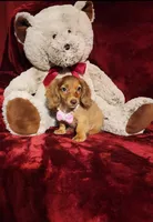 RORY, a female Miniature Dachshund for sale in Polk City, FL – 10 of 10